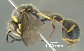 Media type: image;   Entomology 602727 Aspect: habitus lateral view